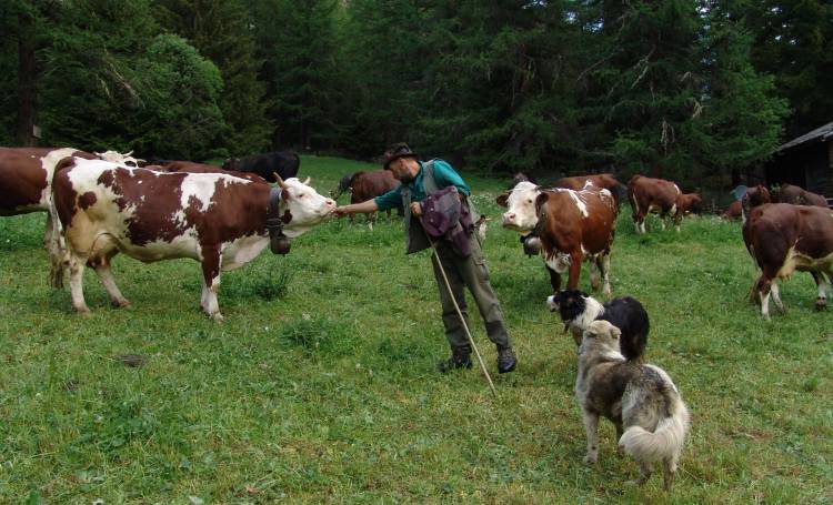 Life of the arpian in Aosta Valley